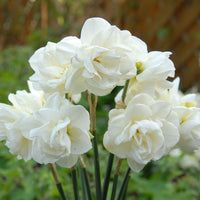 Rose of May