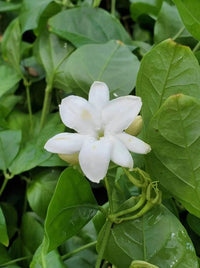 Moroccan Jasmine