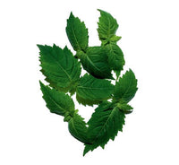 Patchouli Leaf