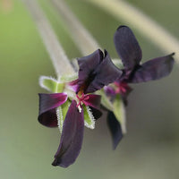 African Geranium