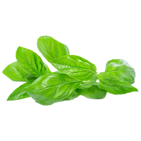 Basil