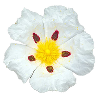 Cistus