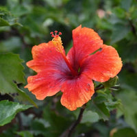 Hibiscus