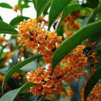  Chinese Osmanthus
