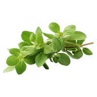 Oregano