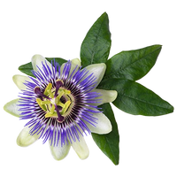 Passion Flower