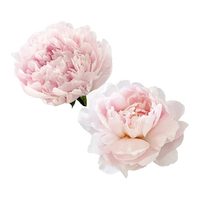 Peony