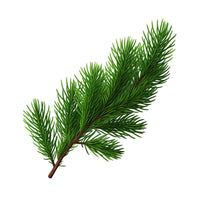 Pine Tree Needles