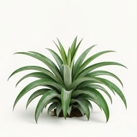 Pineapple Leaf