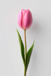 Pink Tulip