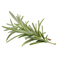 Rosemary
