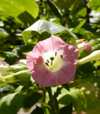 Tobacco blossom 