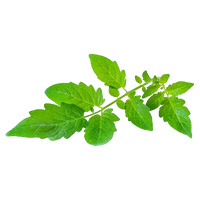 Tomato Leaf