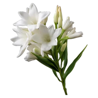 Tuberose