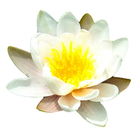 Water Lily