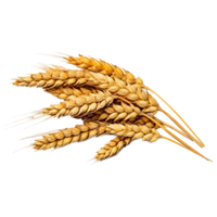 Wheat
