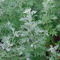Wormwood