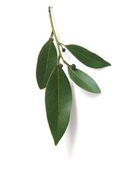 Bay Leaf