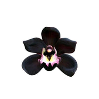 Black Orchid