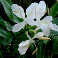 White Ginger Lily 
