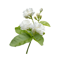 Egyptian Jasmine