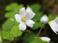 Wood sorrel